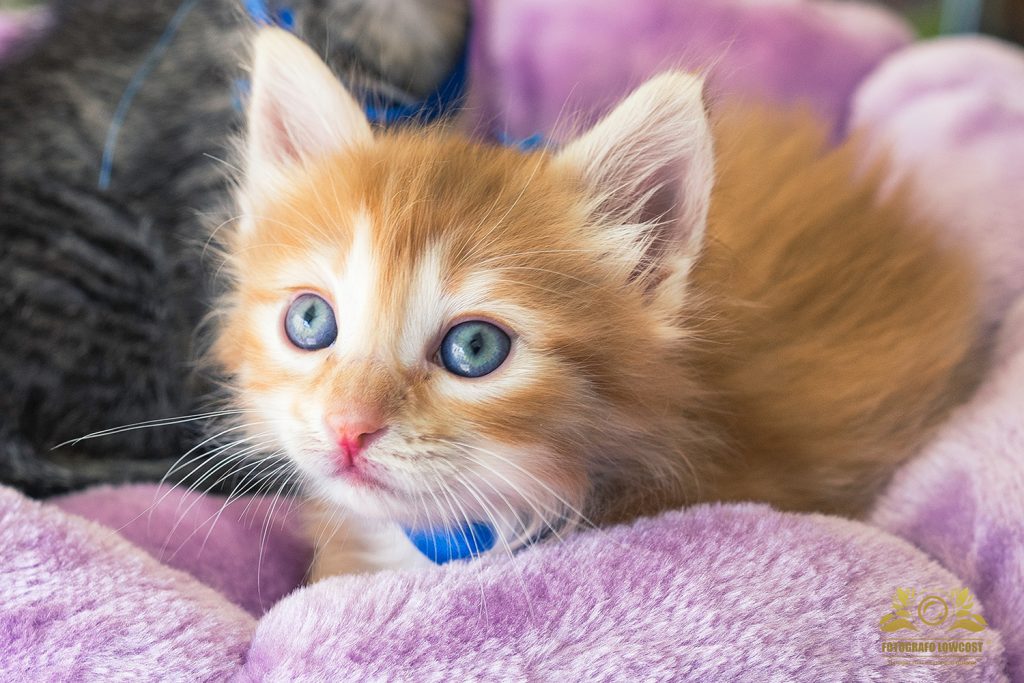 fotógrafo barato Badajoz gatitos y animales de compañía