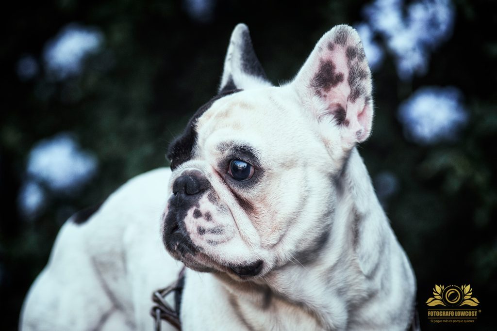 fotógrafo bull dog francés Badajoz y provincia