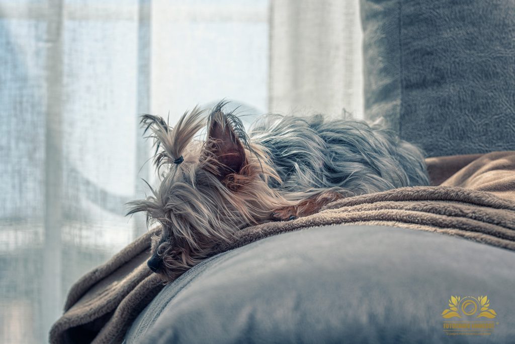fotógrafo Badajoz perros y gatos grandes ofertas