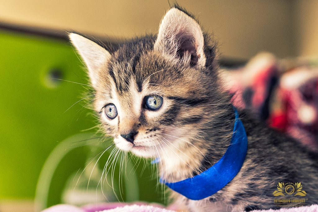 oferta fotógrafo mascotas perros y gatos en Badajoz
