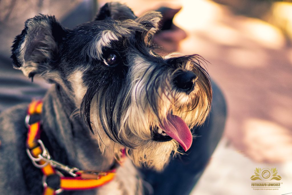 fotógrafo especialista en perros Badajoz y provincia